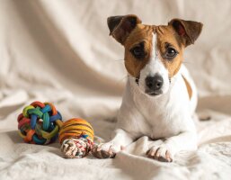 Spielzeug & Beschäftigung